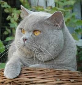 Obrazek
