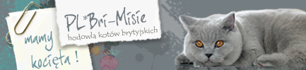 Hodowla Kotów Brytyjskich Bri-Misie*Pl