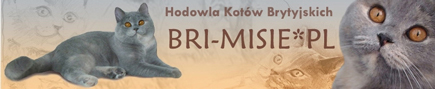 Hodowla Kotów Brytyjskich Bri-Misie*Pl