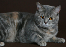 Baffi