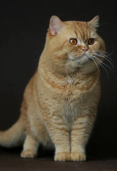kocur