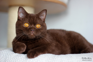 kotka brytyjska czekoladowa - british shorthair chocolate