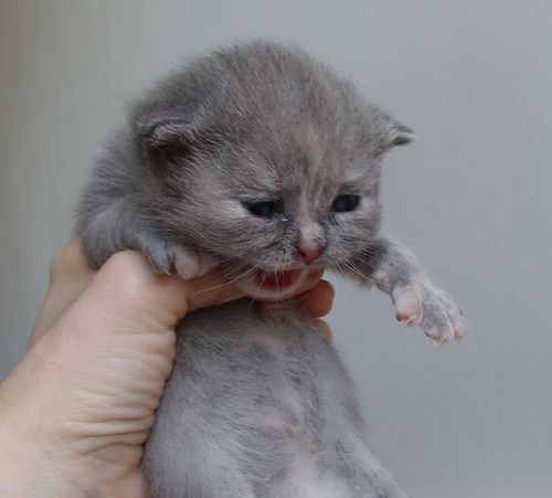 male-ava3