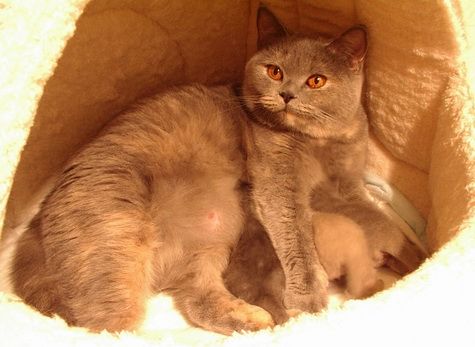 mamaimale