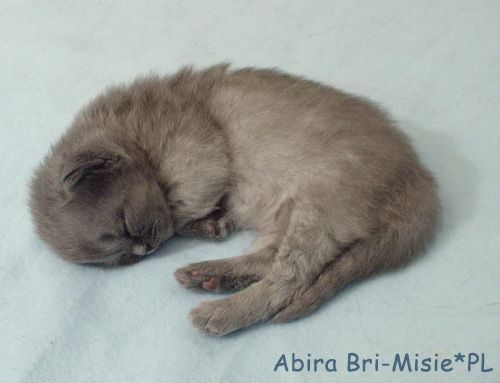 abira-3tyg