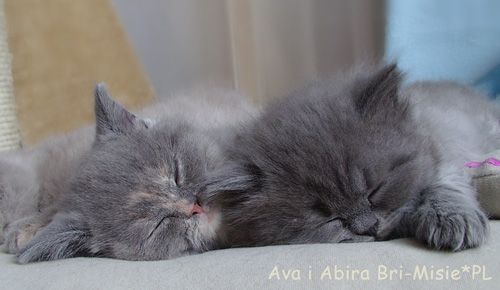 ava-i-abira-6-tygodni