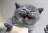 candyblue3_small.jpg