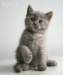 coco12_small.jpg