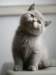 plbrimisiecookiequeen14_small.jpg