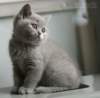 plbrimisiecookiequeen16_small.jpg