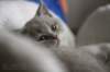 plbrimisiecookiequeen17_small.jpg