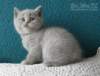 plbrimisiecookiequeen6_small.jpg