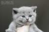 queenie2_small.jpg