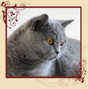 BONNIE SLONYCAT*PL