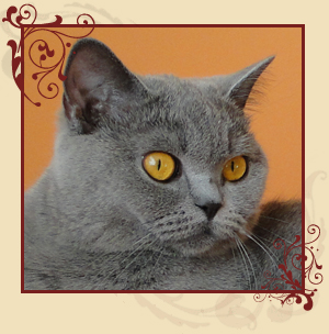 BONNIE SLONYCAT*PL
