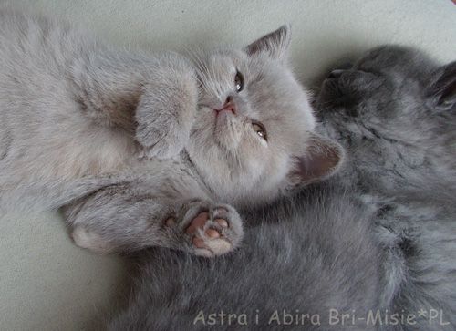 astra-i-abira-6-tygodni